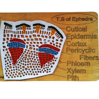 T.S.Ephedra (Wooden Model of TS of Ephedra)