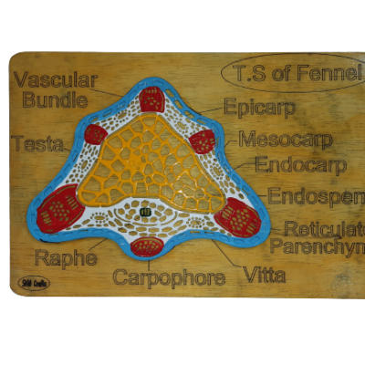 T.S of Fennel (Wooden Model of TS of Fennel)